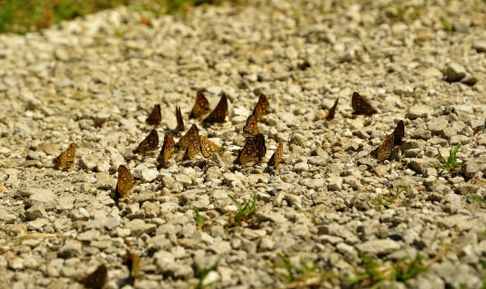 Motýlci v Selenecké dolině
